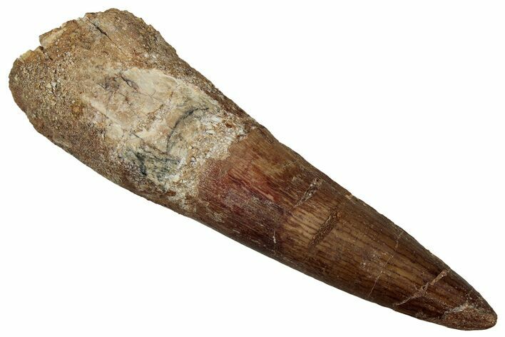 Bargain, Fossil Spinosaurus Tooth - Real Dinosaur Tooth #340344